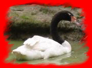 Oiseaux d'eau : canards, oies...