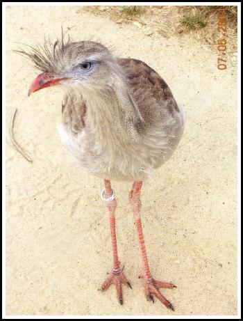 Cariama Huppé