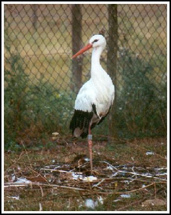 Cigogne