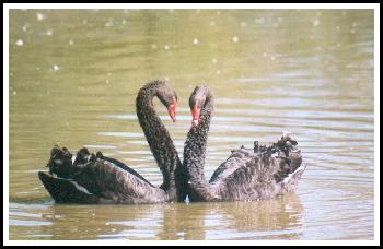 Cygnes
