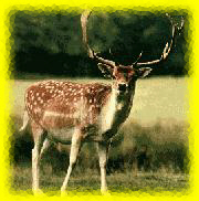 Daim