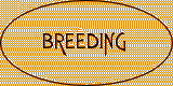 Breeding