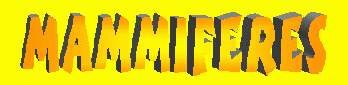 Mammifères