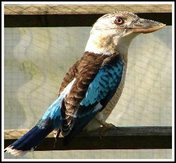 Martin Chasseur à ailes bleues