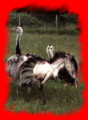 Oiseaux de parc