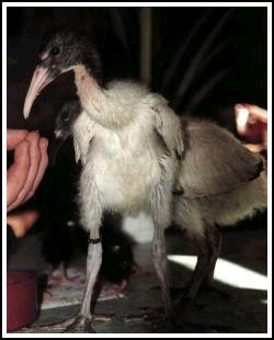 Ibis sacré