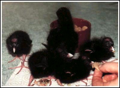 Poules sultanes