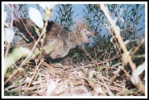 Cariama Huppé avec son bébé