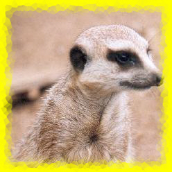 Suricate