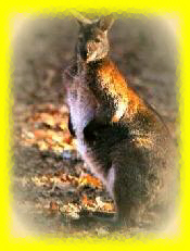 Wallabie de Bennet